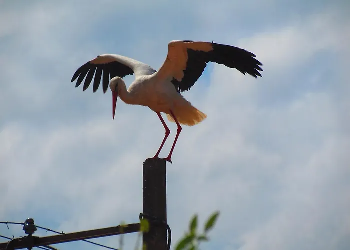 Amazon Antique 4* سلجوك