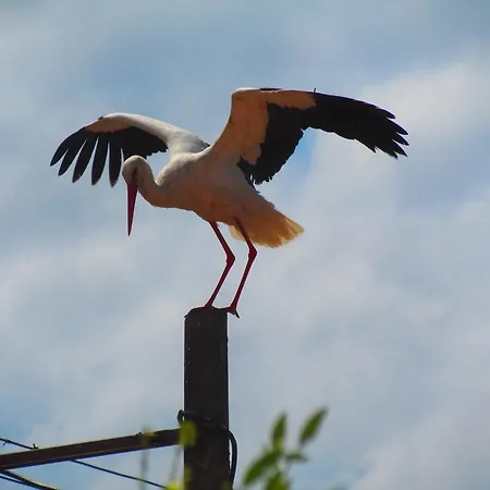 Amazon Antique 4* سلجوك